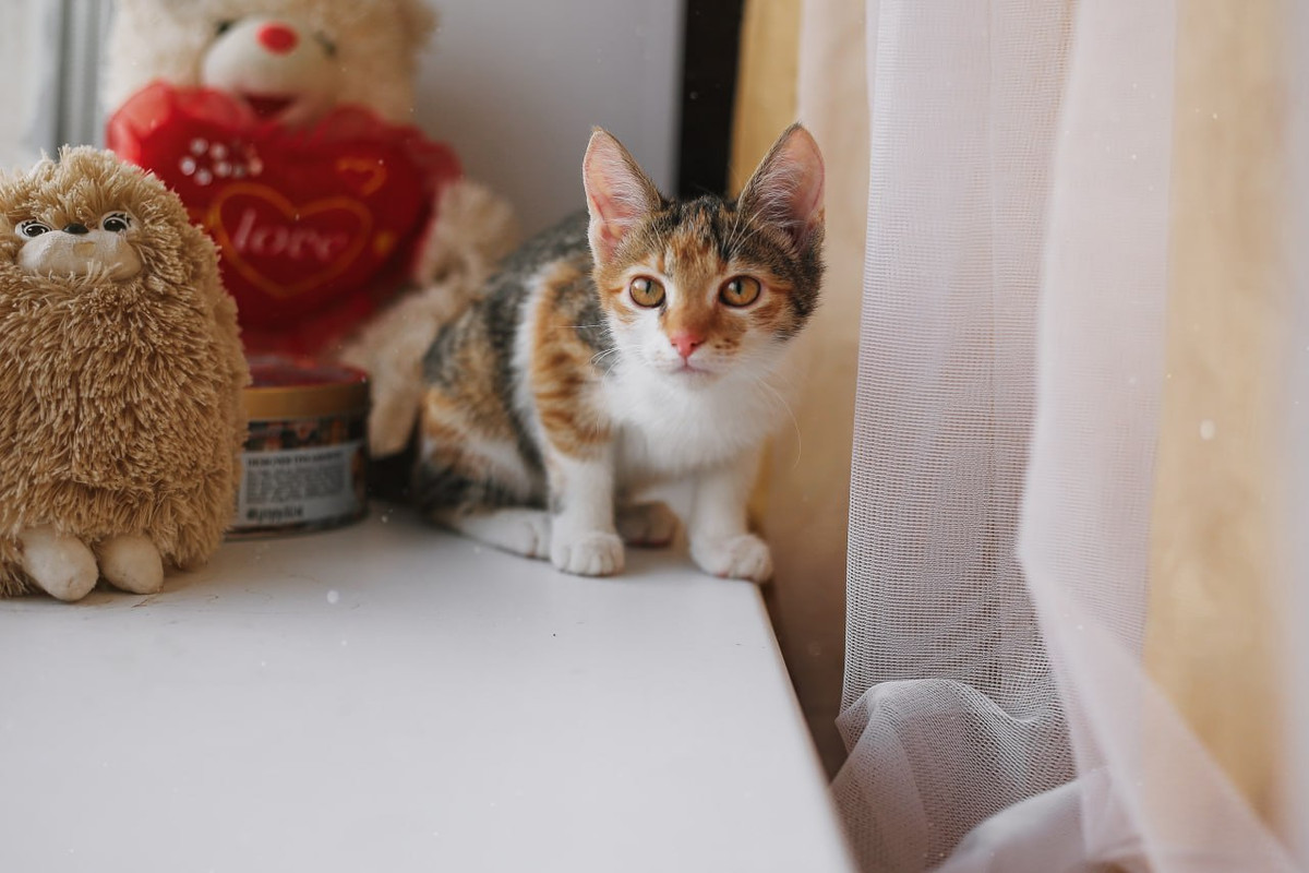 C55702DA-9C7C-4429-981B-1D728EE910DA