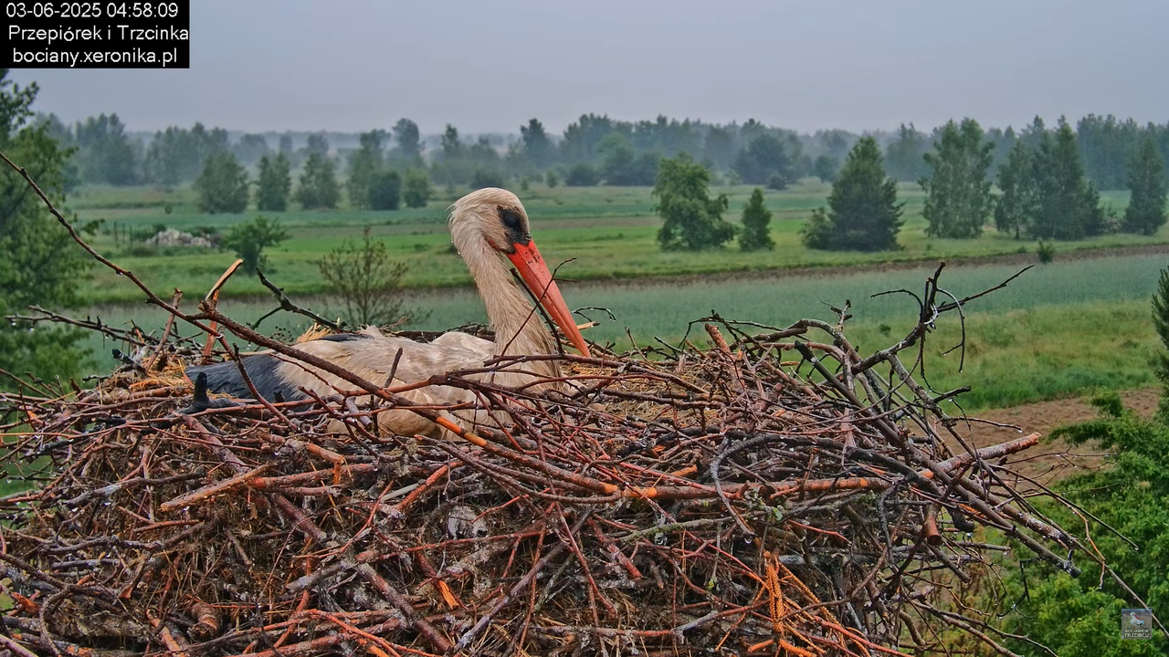 03062025bociany2