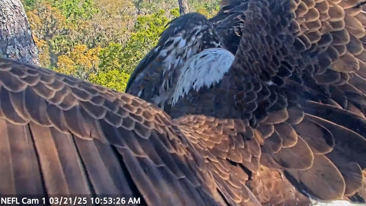 NEFL Cam 1 — tiešraidē Bald Eagle Cam 13-52-19 screenshot (1)