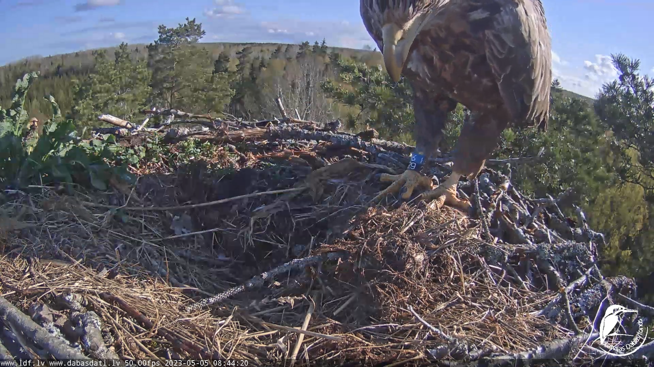 Zivju ērgļi (Pandion haliaetus) Kurzemē - LDF tiešraide 11-13-21 screenshot
