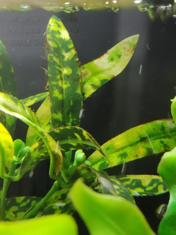 WhatsApp Image 2020-12-01 at 18.53.16 (1)