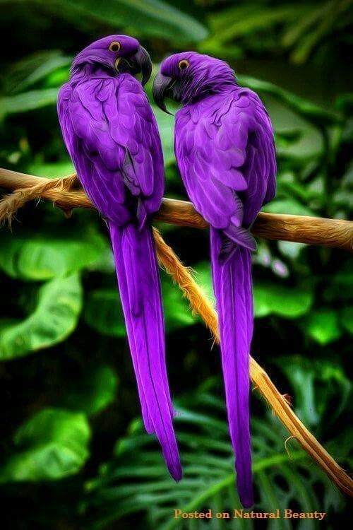 purpleparrots.jpg