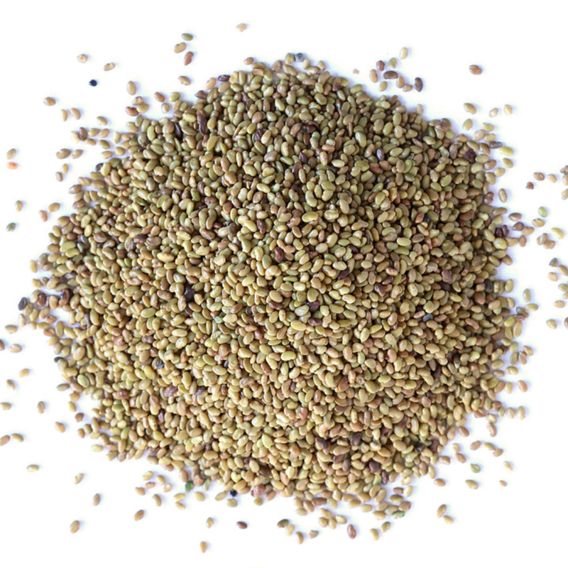 Alfalfa Sprouting Seed