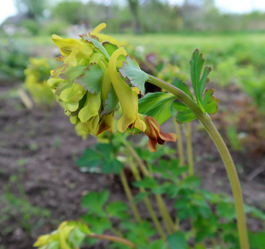 Хохлатка Corydalis ellipticarpa