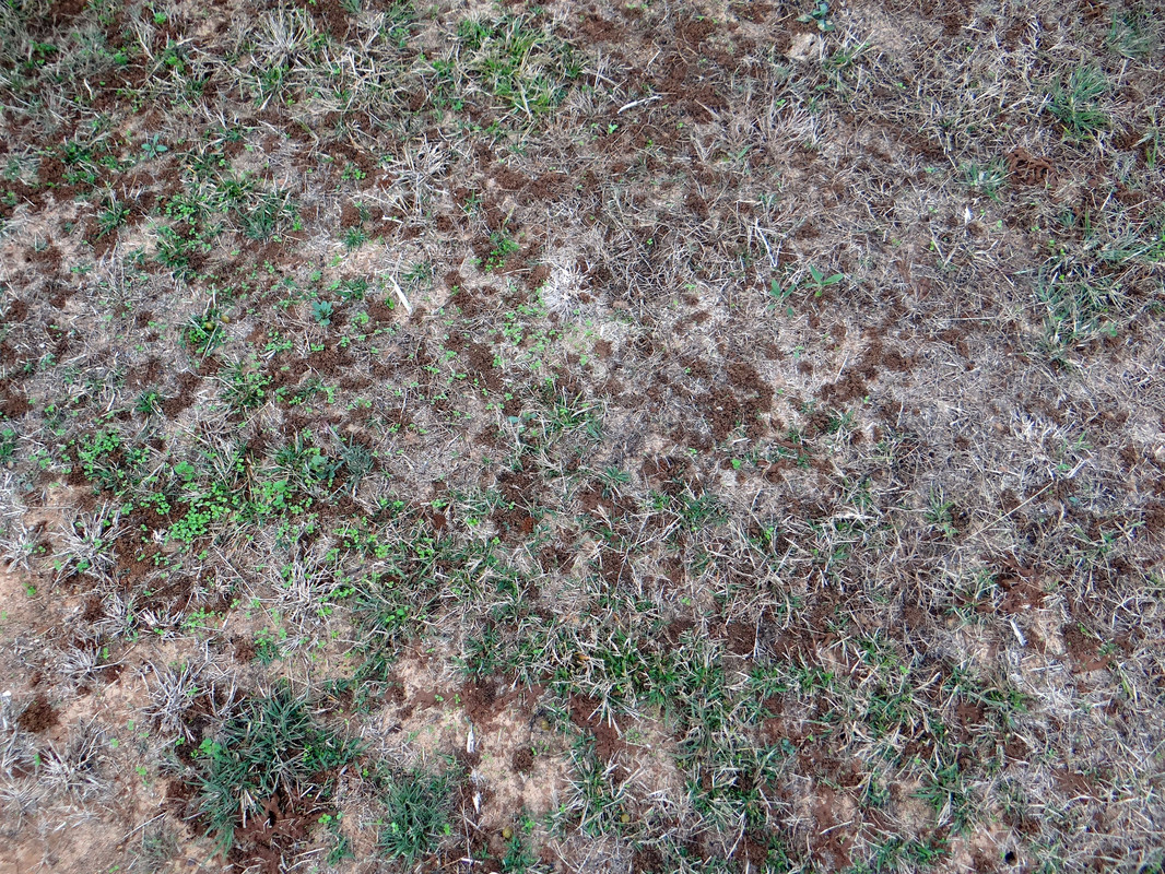 earthworms