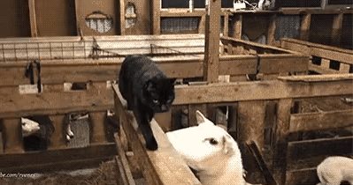 Sheep-gets-revenge-on-cat.gif