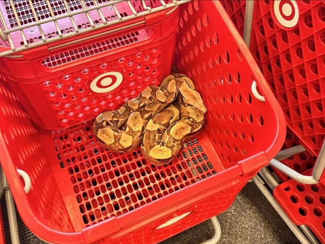 ¡Sorpresa! Encuentran boa en un  carrito de supermercado