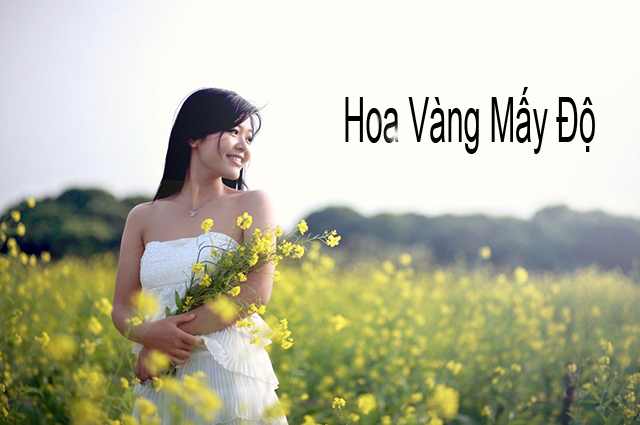 [Image: Hoa-Vang-1.jpg]