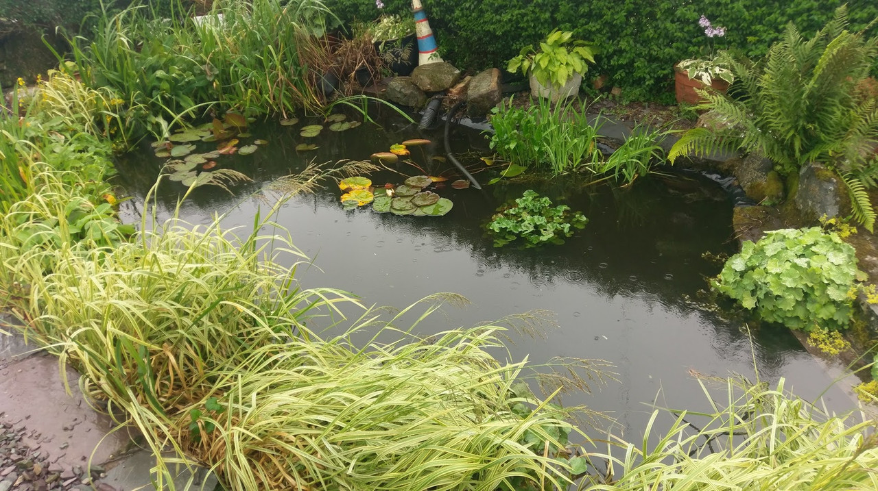 pond