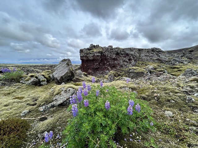 21 DIAS EN MI SEGUNDO VIAJE A LA TIERRA DEL HIELO Y FUEGO (en construccion) - Blogs de Islandia - 26/06/2025 Península de Reykjanes, pisamos la erupcion de 2023. (6)