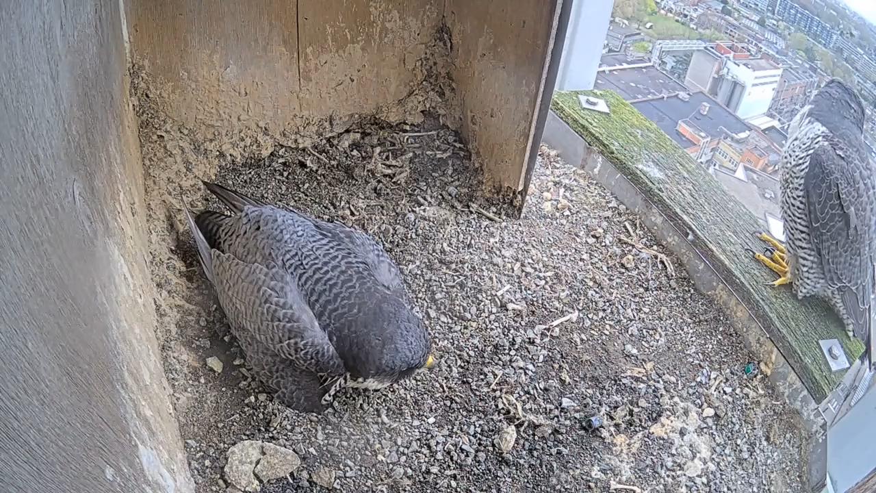 Schermafbeelding 2026 04 05 121940