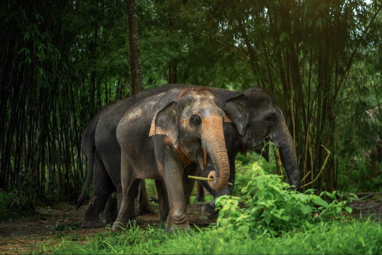 Ethical Elephant Sanctuary