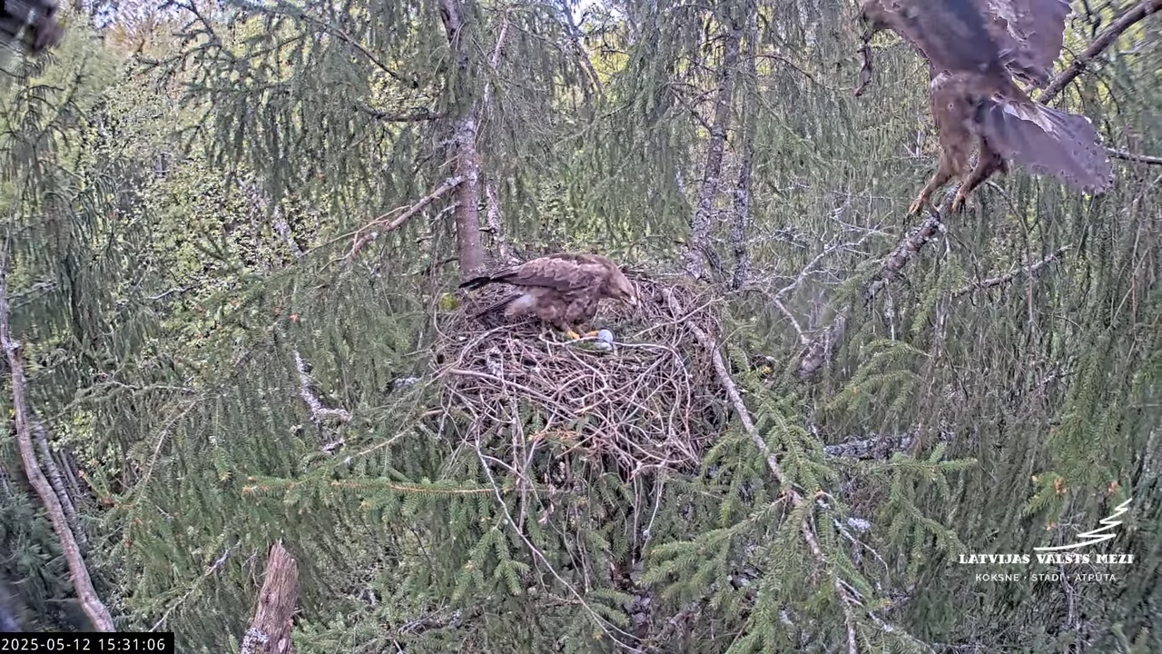 LVM mazais ērglis Lisiņa, egle2 – Lesser Spotted Eagle 15-3-46 screenshot