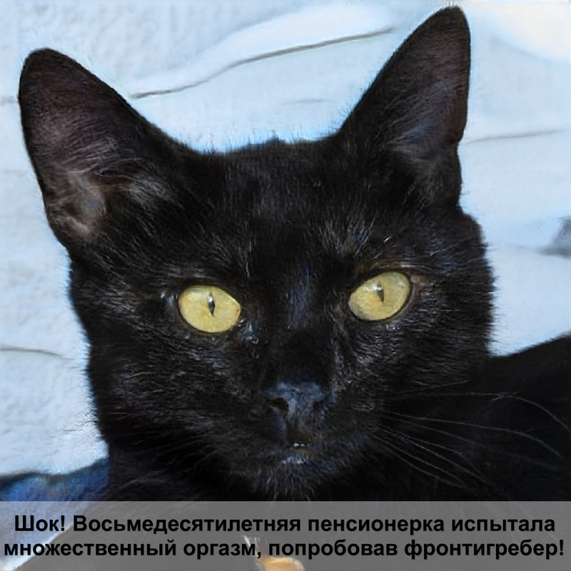 самая редкая порода кошек