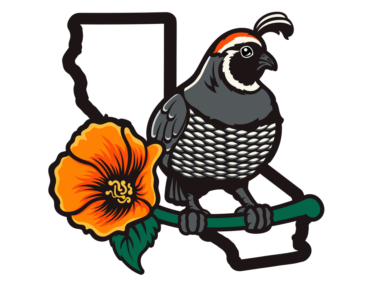 California Quail Illustration