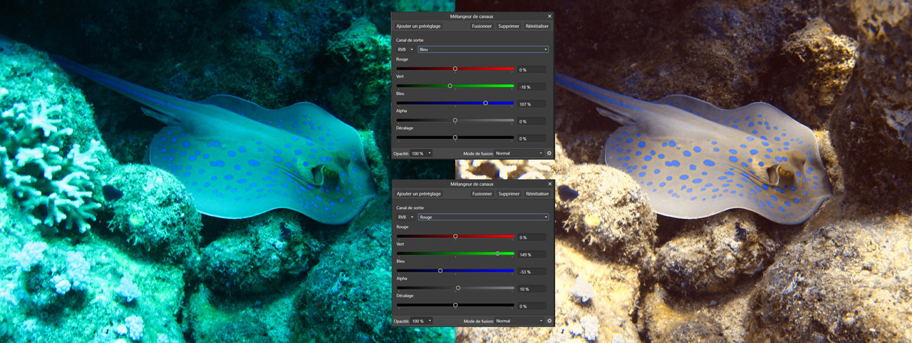 Raie_pastenague_2 version perso