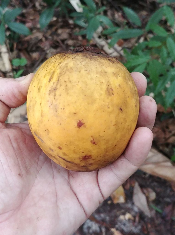 Platonia insignis 1