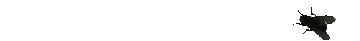 fly-gif.gif