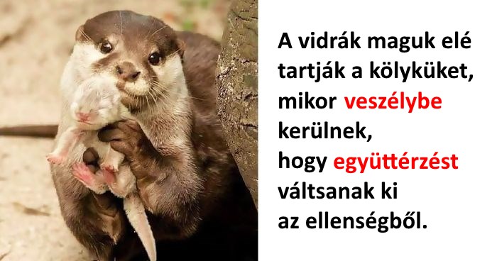 https://i.postimg.cc/Pr3KBB96/vidra-kicsijevel.jpg