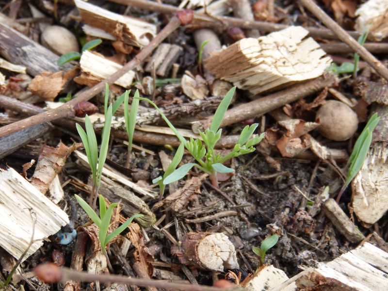 2015-04-13 Sämling 1