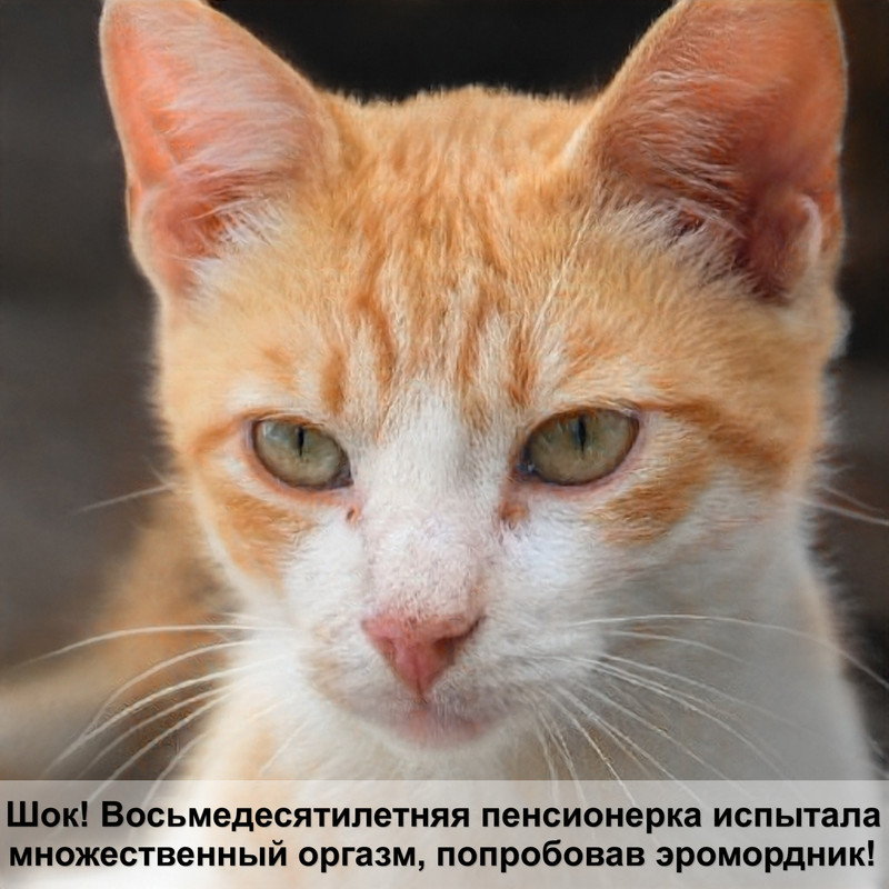 как выглядит британская кошка