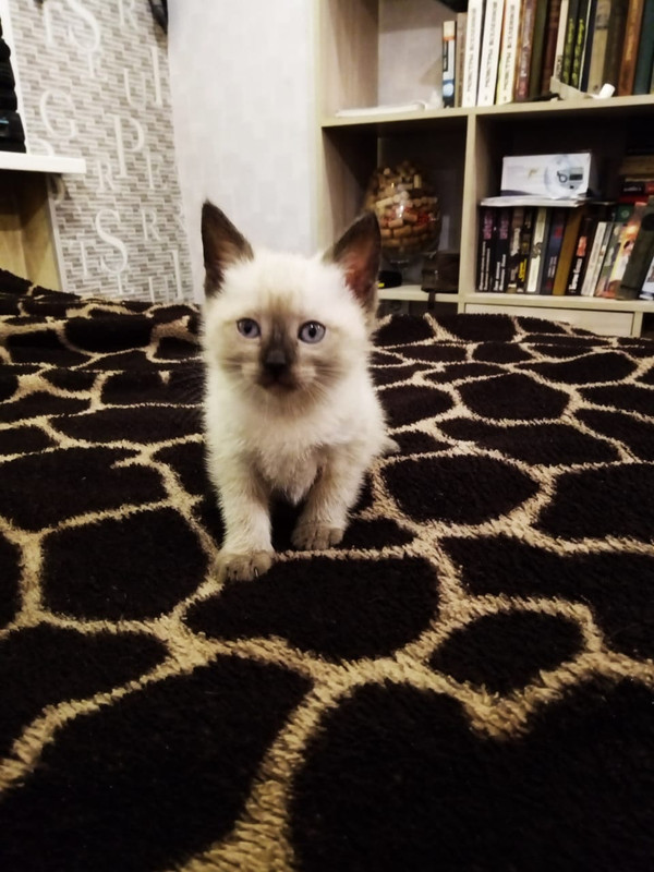 WhatsApp Image 2020-08-06 at 10.05.27 (1)