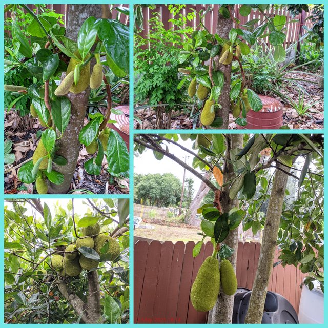 [Image: Photo-Grid-1621014306448.jpg]