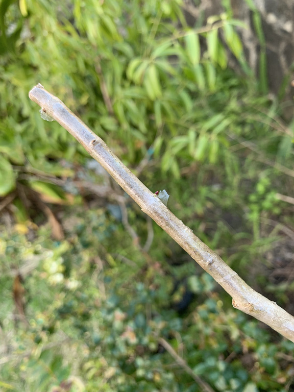 96D94949-B392-47C9-B42E-8BEF7F2F45AC