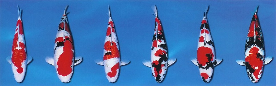 02-variety-koi