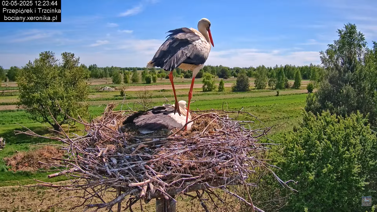 02052025bociany17