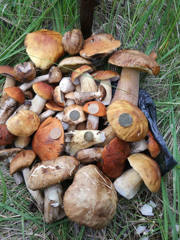 Грибы и монеты 1