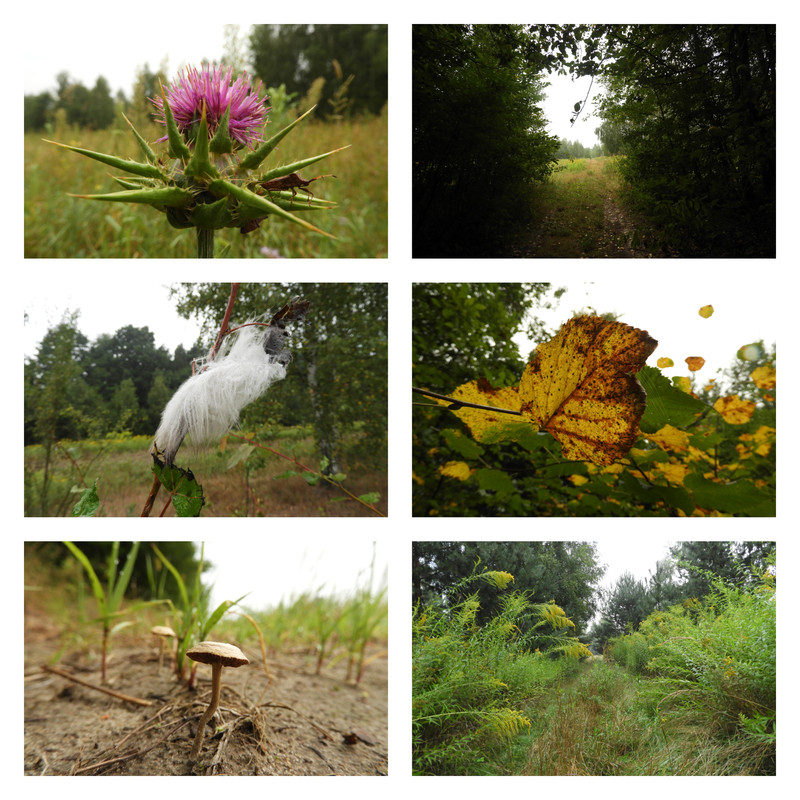 wposzukiwaniunadchodzacejjesieni