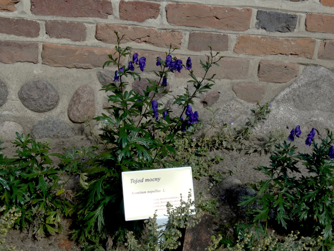 16.52 - DSC07562 (Czesio1)