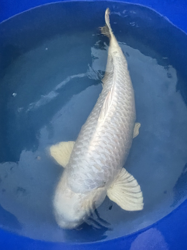 6A48A3D6-9544-4B0A-A085-77960AB655A4