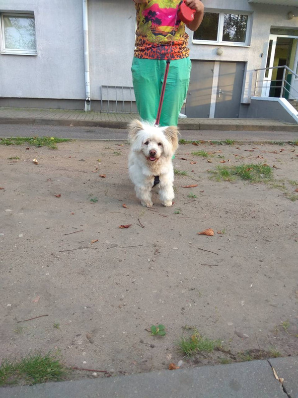 соба с раненой лапой13