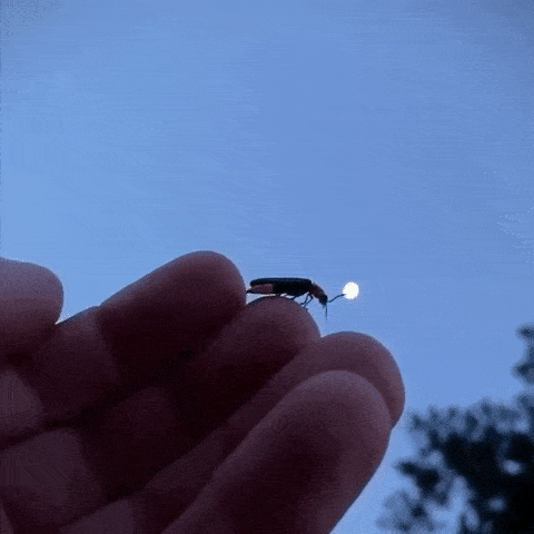daily-gifdump-3377-16.gif