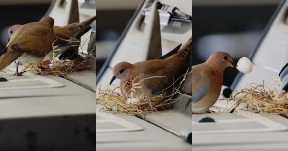 Potret burung membuat sarang di atas mobil Mercedes Putra Mahkota Dubai