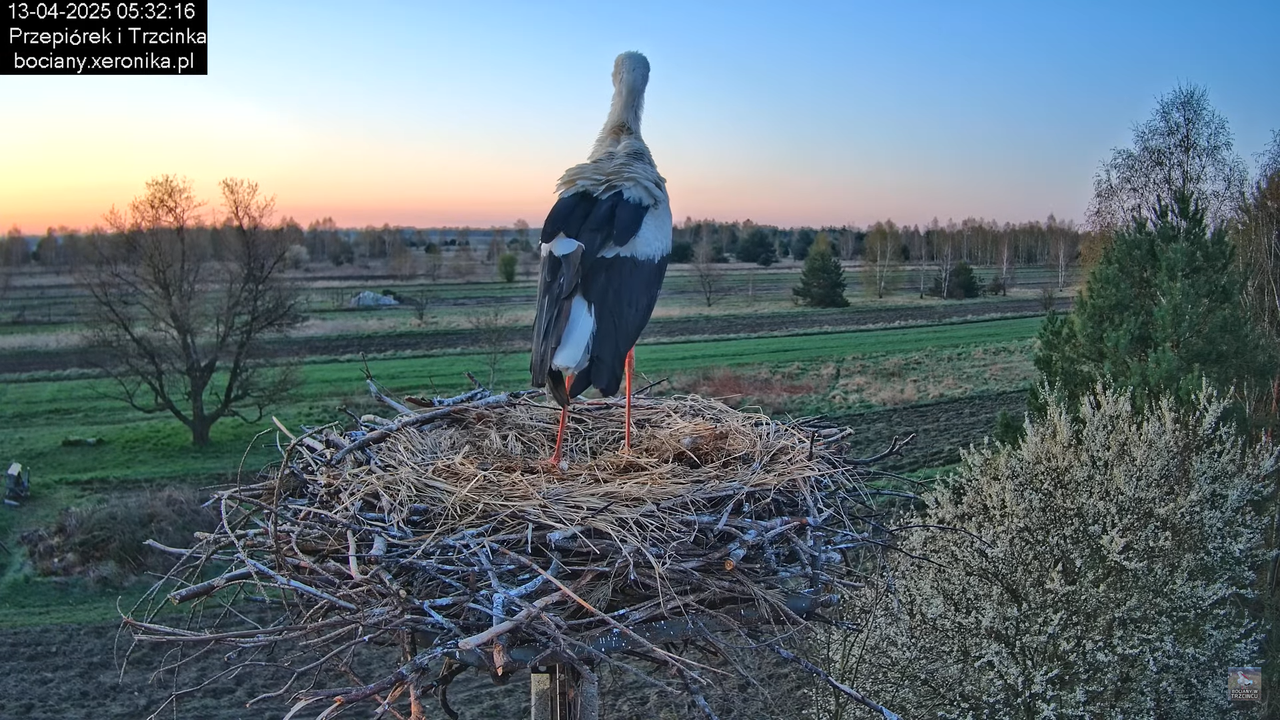 13042025bociany3