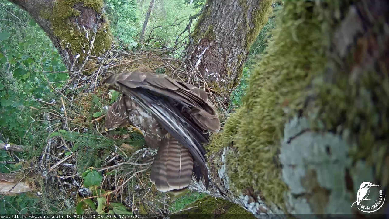Melnās klijas (Milvus migrans) Kurzemē_ peļu klijāni (Buteo buteo) 12-52-2 screenshot