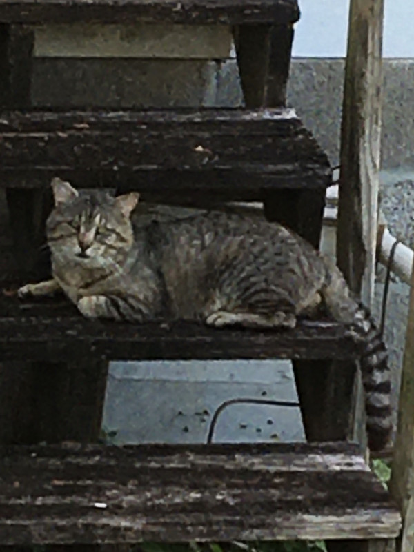 60F624CC-BD7C-477A-80F0-AEA4D8DDE780