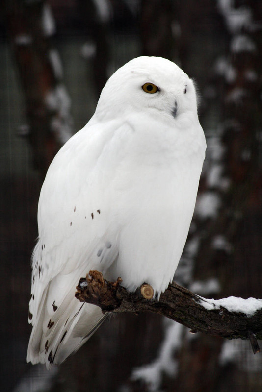 snowy-owl-by-Meg-Marcinkus-DA.jpg