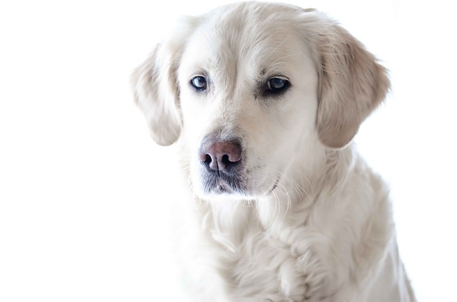 Labrador Retriever Dog Puppy