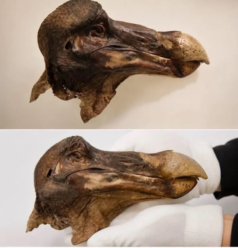 dodo