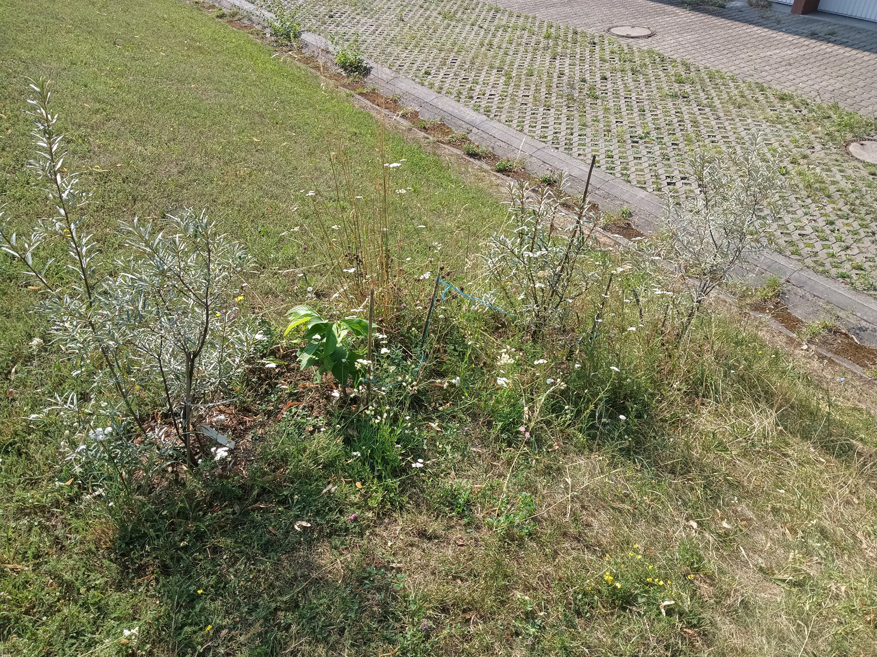 IMG 20260726 101352