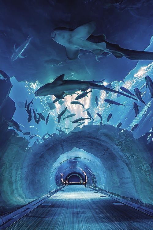 blueaquariumtunnel.jpg
