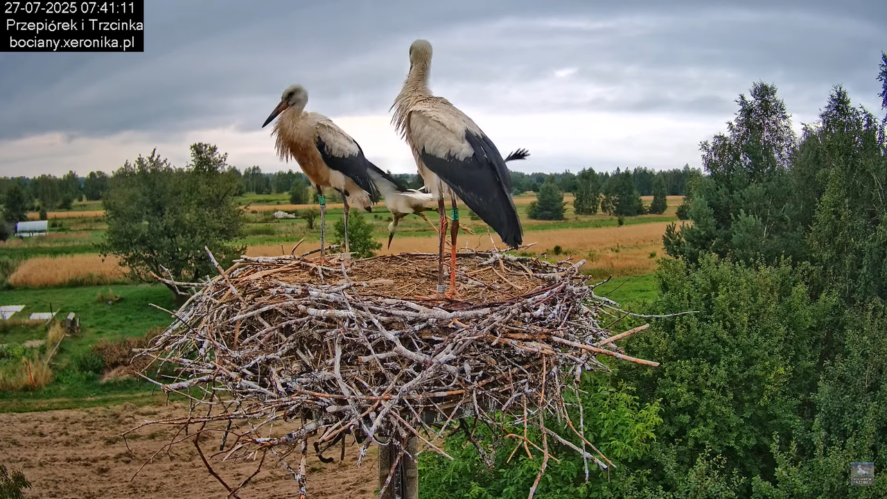 27072025bociany18