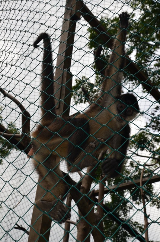 ISLA DE ROATAN-13-9-2017-HONDURAS - Crucero caribeño con MSC OPERA-Septiembre-2017 (45)