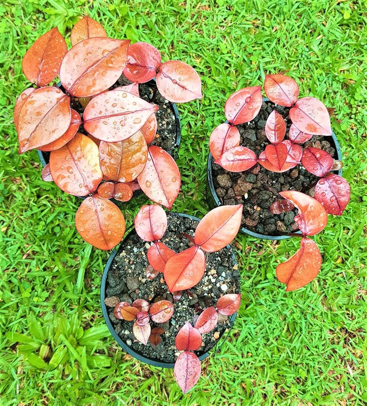 mangosteen seedlings