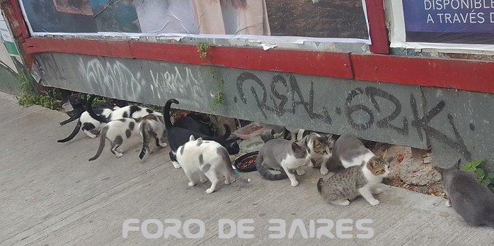 fotopalermogatitos1