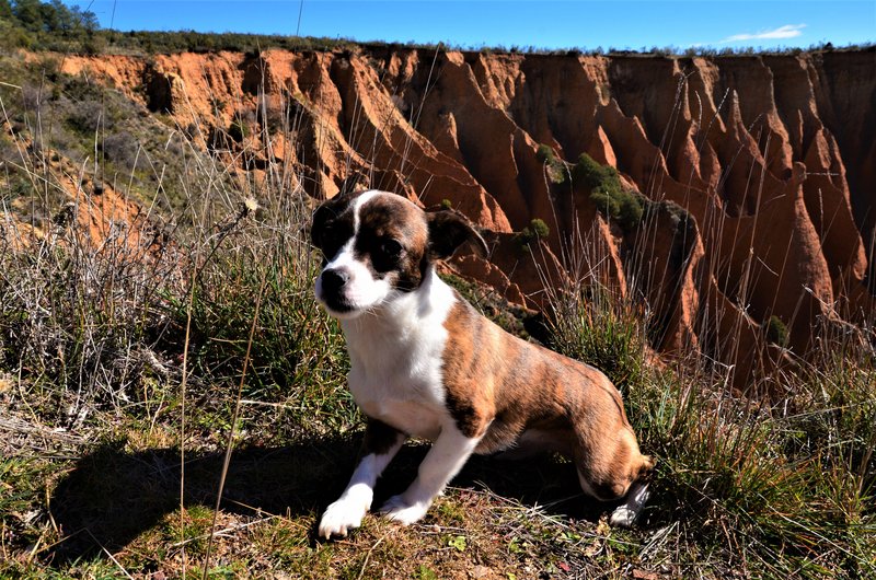 LAS CÁRCAVAS-22-2-2015-GUADALAJARA - Paseando por España-1991/2016 (23)